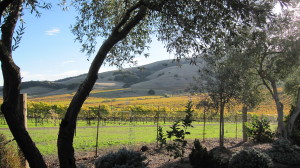 Napa Valley